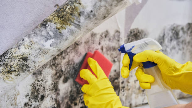 Why You Should Choose Our Mold Remediation Services in La Plata, NM